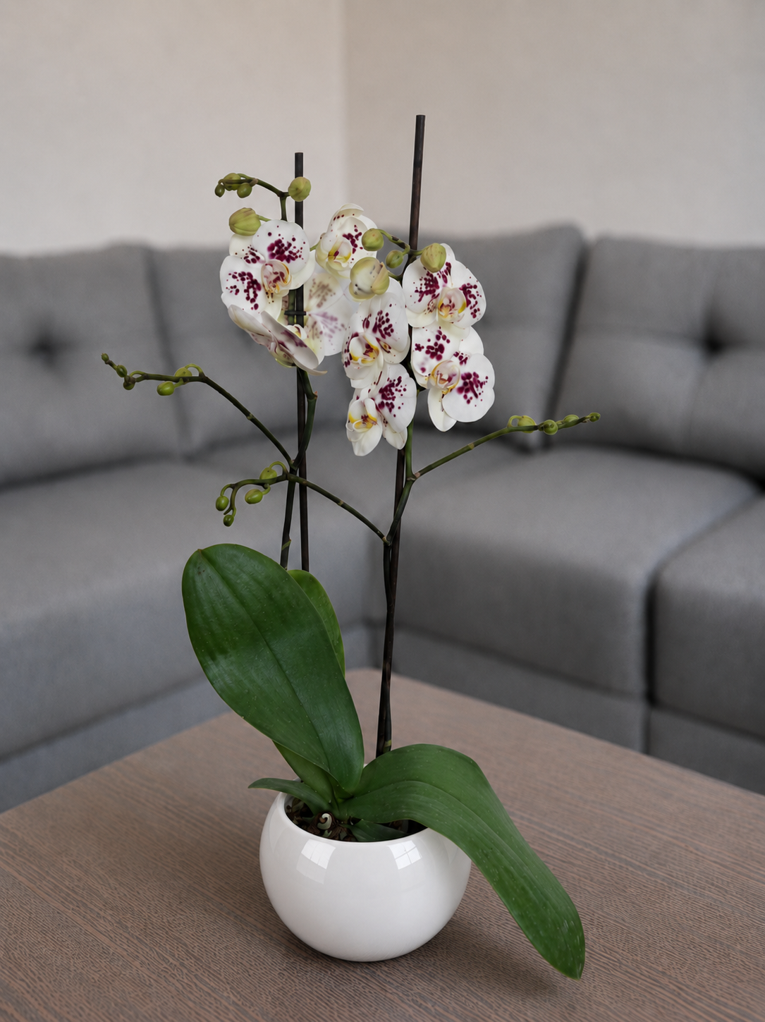 Orquídea exotica grande de 2 espigas en matera de cerámica ovalada blanca