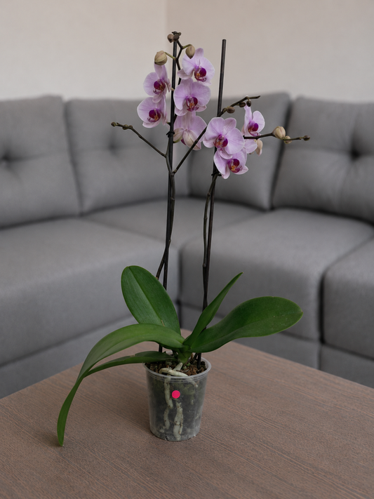 Orquídea primavera en matera de cultivo