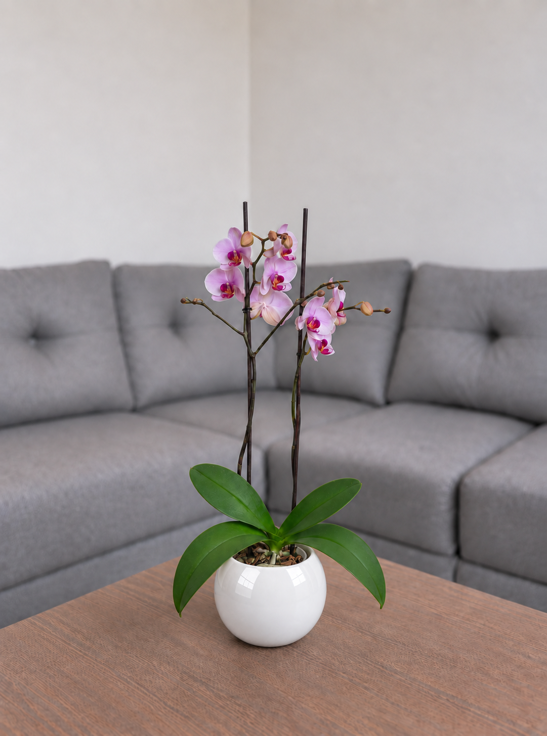 Orquídea primavera grande de 2 espigas en matera de cerámica ovalada blanca
