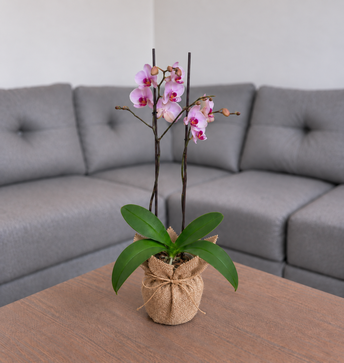 Orquídea primavera grande de 2 espigas en Yute