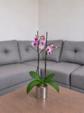 Orquídea primavera grande de 2 espigas en matera de cerámica plata acanalada