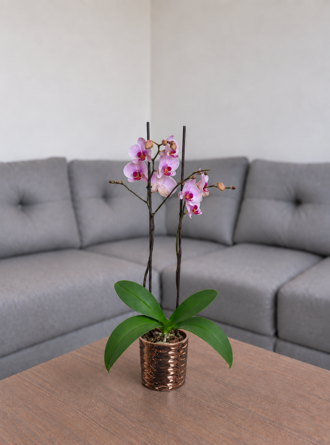 Orquídea primavera grande de 2 espigas en matera de cerámica panal oro rosa