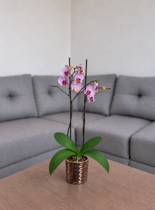 Orquídea primavera grande de 2 espigas en matera de cerámica panal oro rosa