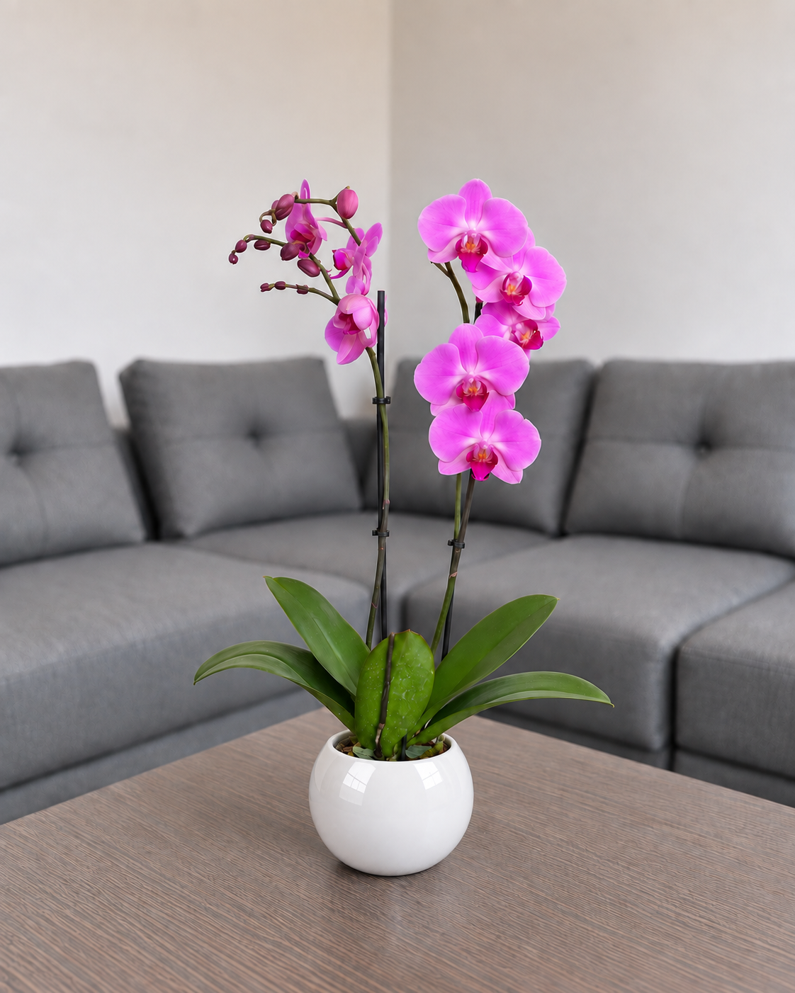 Orquídea renovación grande de 2 espigas en matera de cerámica ovalada blanca