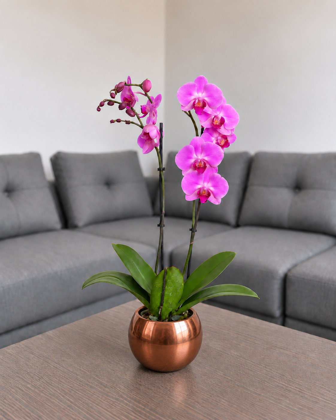 Orquídea renovación grande de 2 espigas en matera de cerámica ovalada cobre