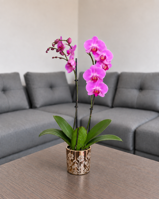Orquídea renovación grande de 2 espigas en matera de cerámica floral dorada