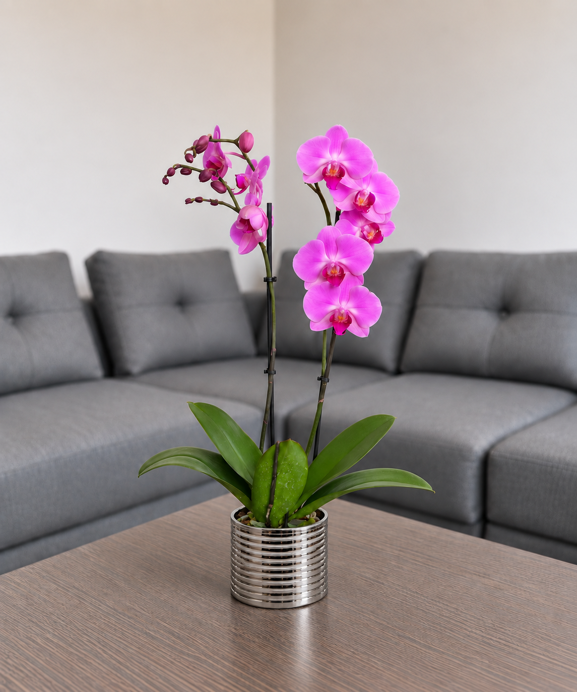 Orquídea Renovación grande de 2 espigas en matera de cerámica plata acanalada