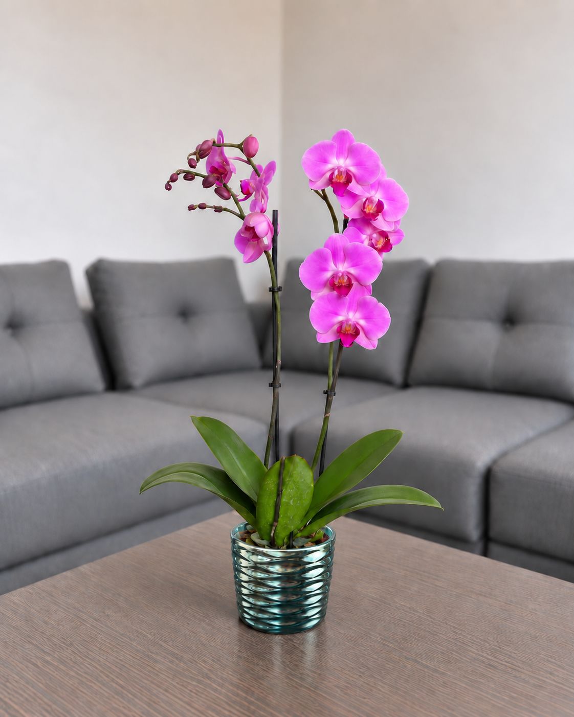 Orquídea renovación de 2 espigas en matera de cerámica panal azul