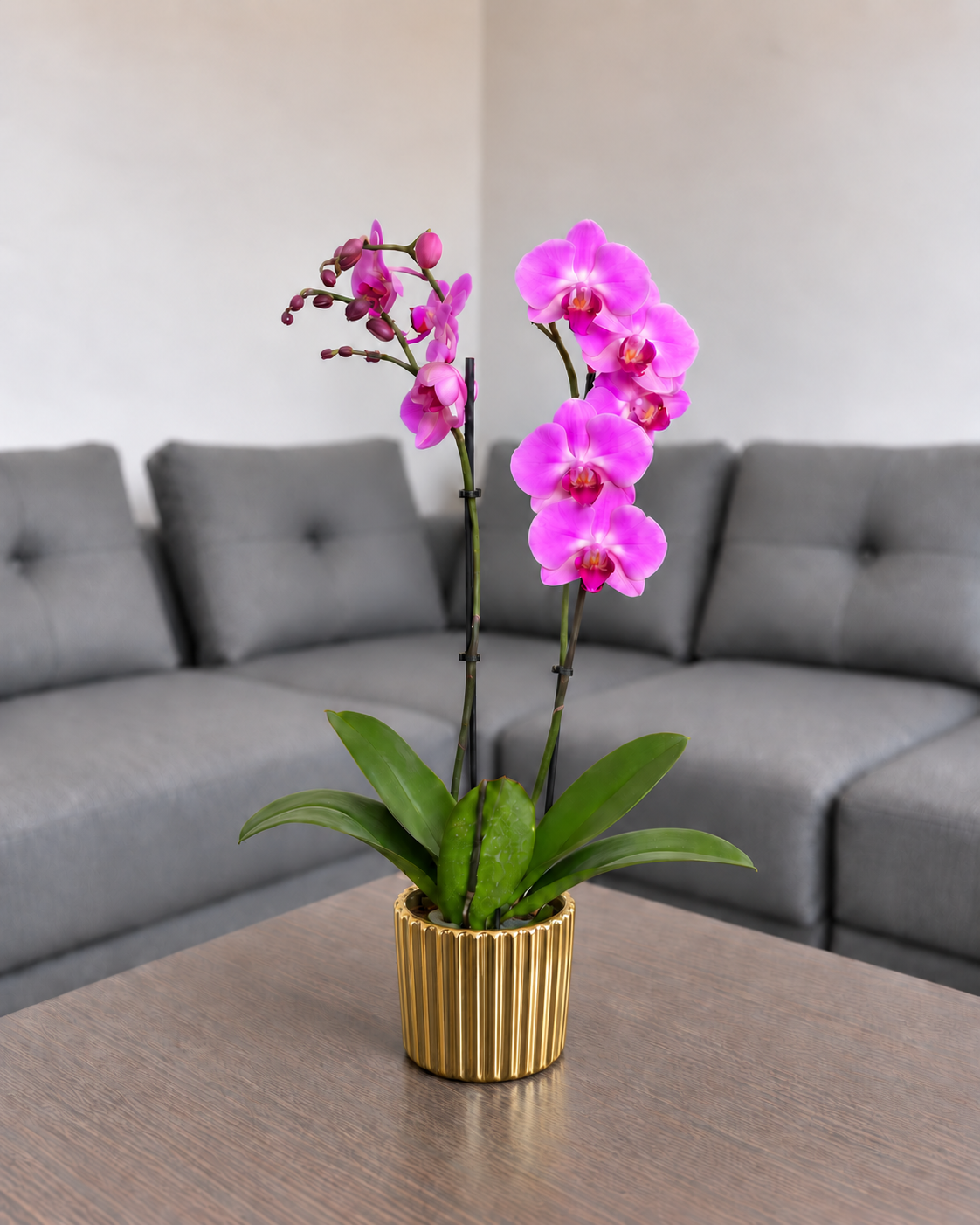 Orquídea renovación grande de 2 espigas en matera de cerámica dorada acanalada