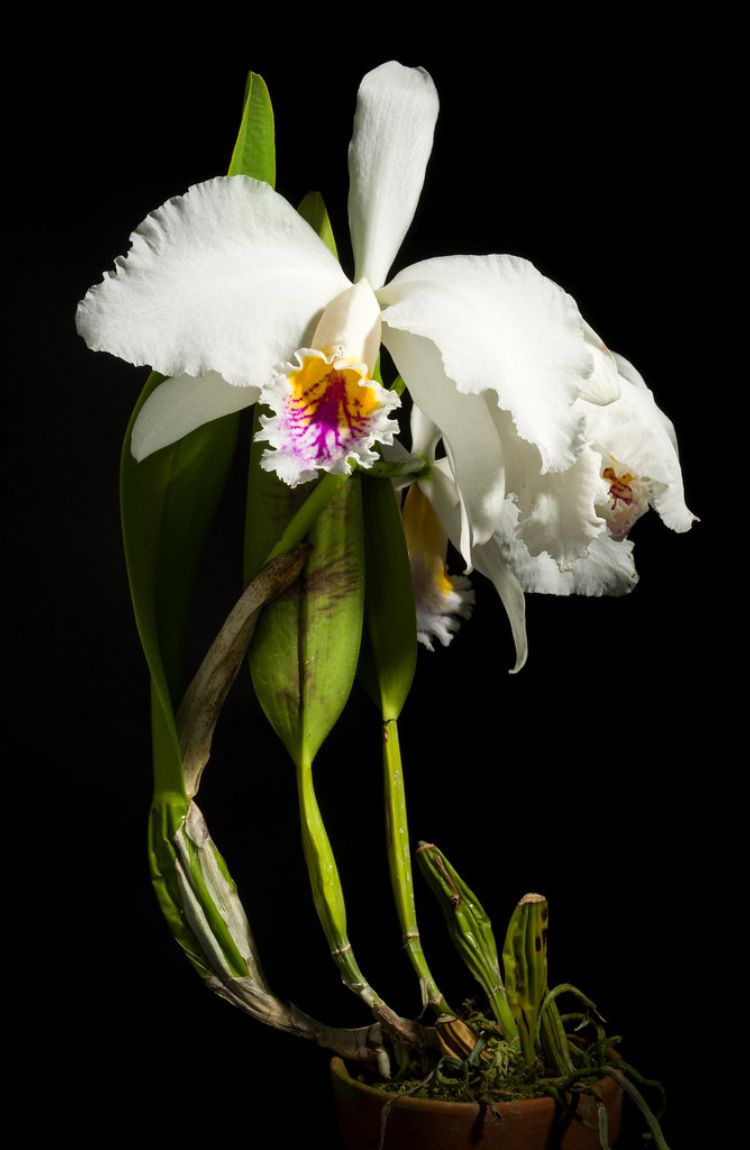 Orquideas cattleya blanca