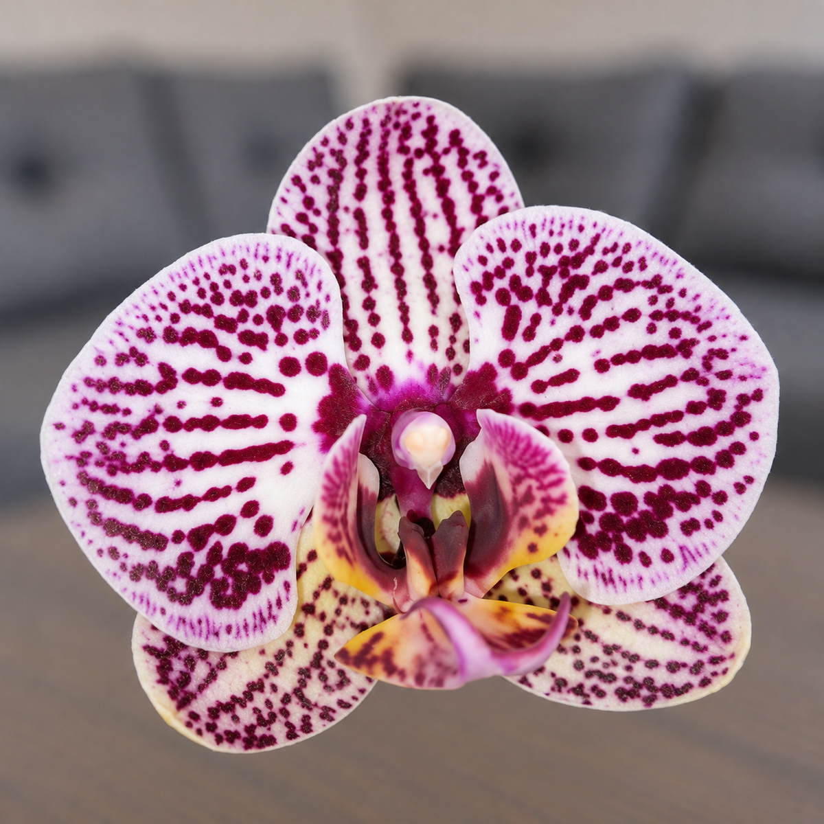 Orquídea Exótica grande de 2 espigas en matera de cultivo