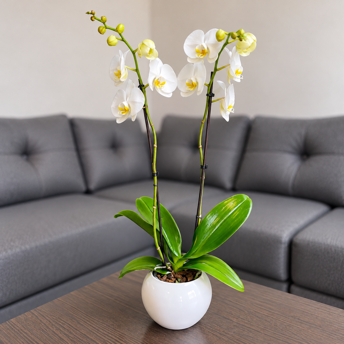 Orquídea pureza de 2 espigas en matera de cerámica ovalada blanca