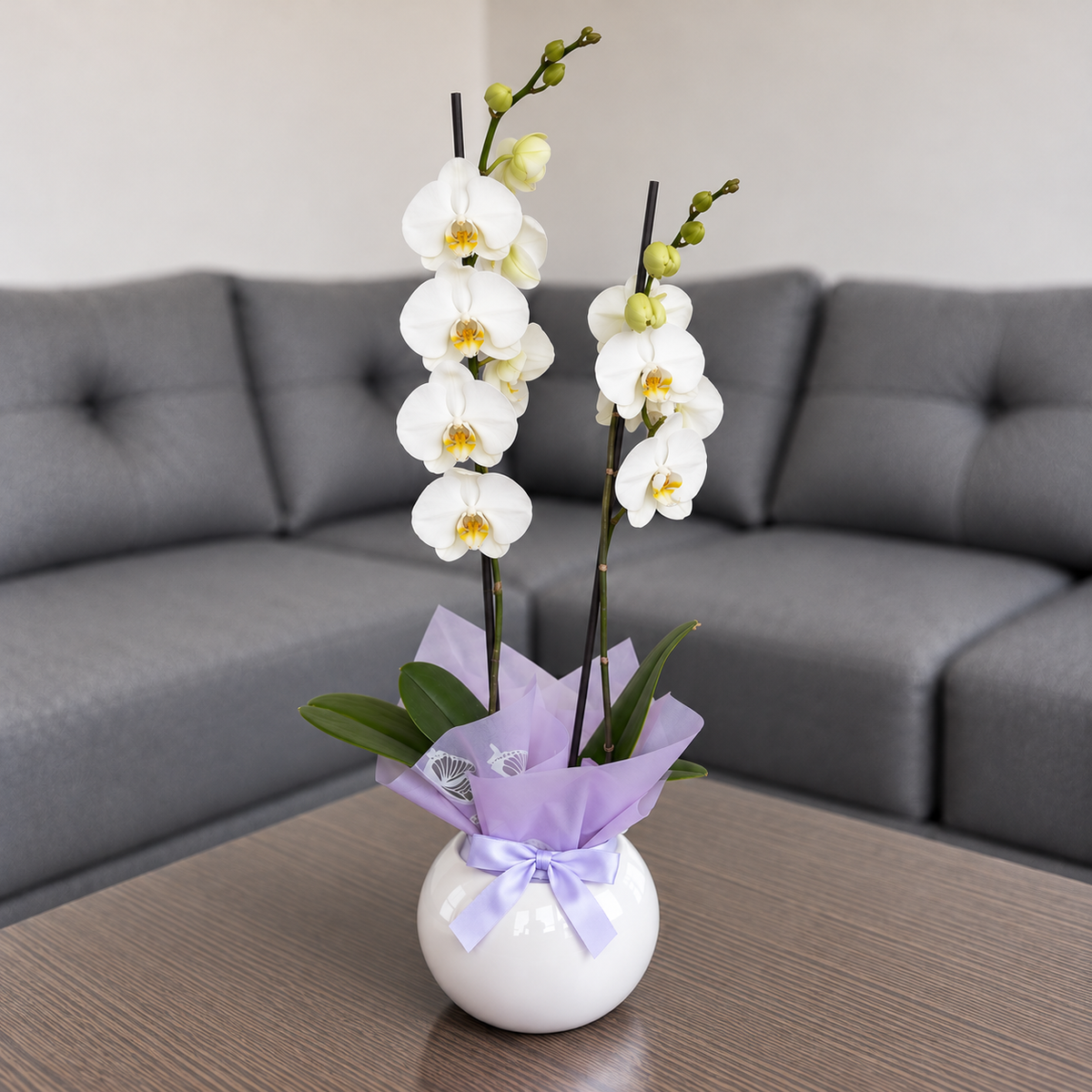 Orquídea Pureza grande de 2 varas en matera de cerámica ovalada blanca con decoración