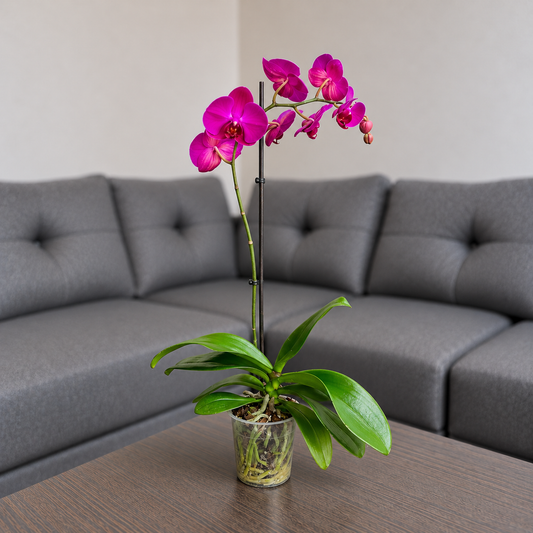 Orquídea Resiliencia grande de 1 vara en matera de cultivo