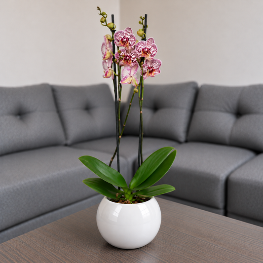 Orquídea Exótica grande de 2 espigas en matera de cerámica ovalada blanca