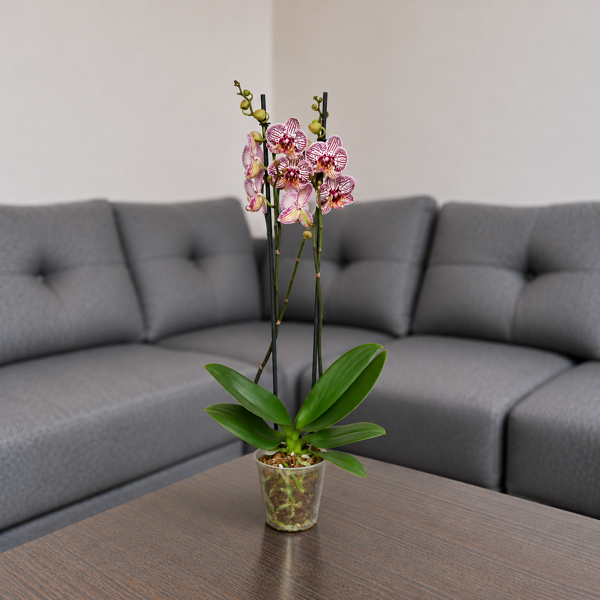 Orquídea Exótica grande de 2 espigas en matera de cultivo