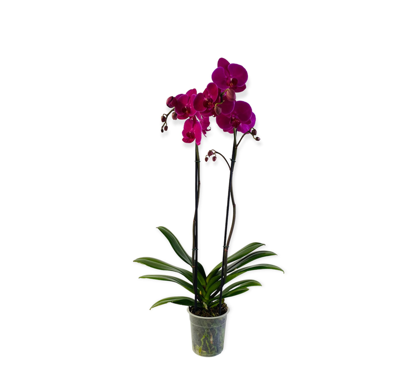 Orquídea grande con flores moradas de 2 varas