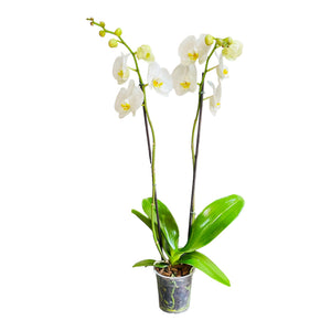 Orquídea grande de 2 espigas blanca