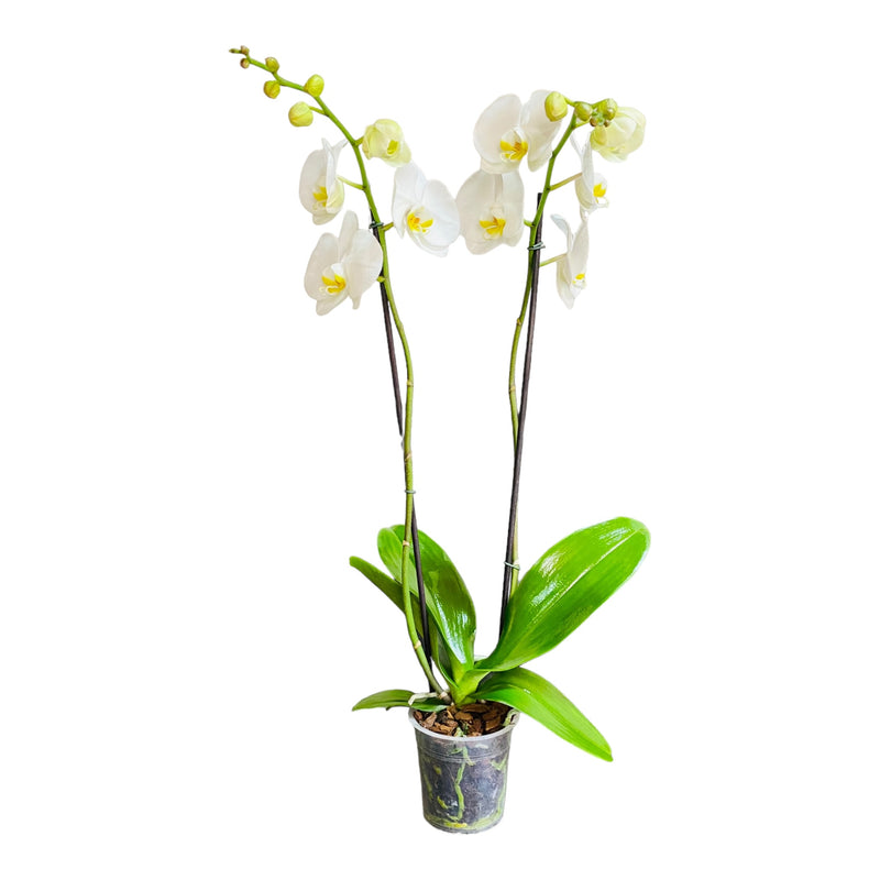 Orquídea pureza de 2 espigas en matera de cultivo