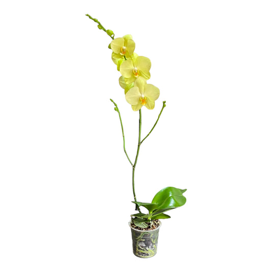 Orquídea grande de 1 vara con flores amarillas