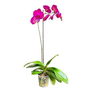 Orquídea resilencia grande de 1 vara en matera de cultivo
