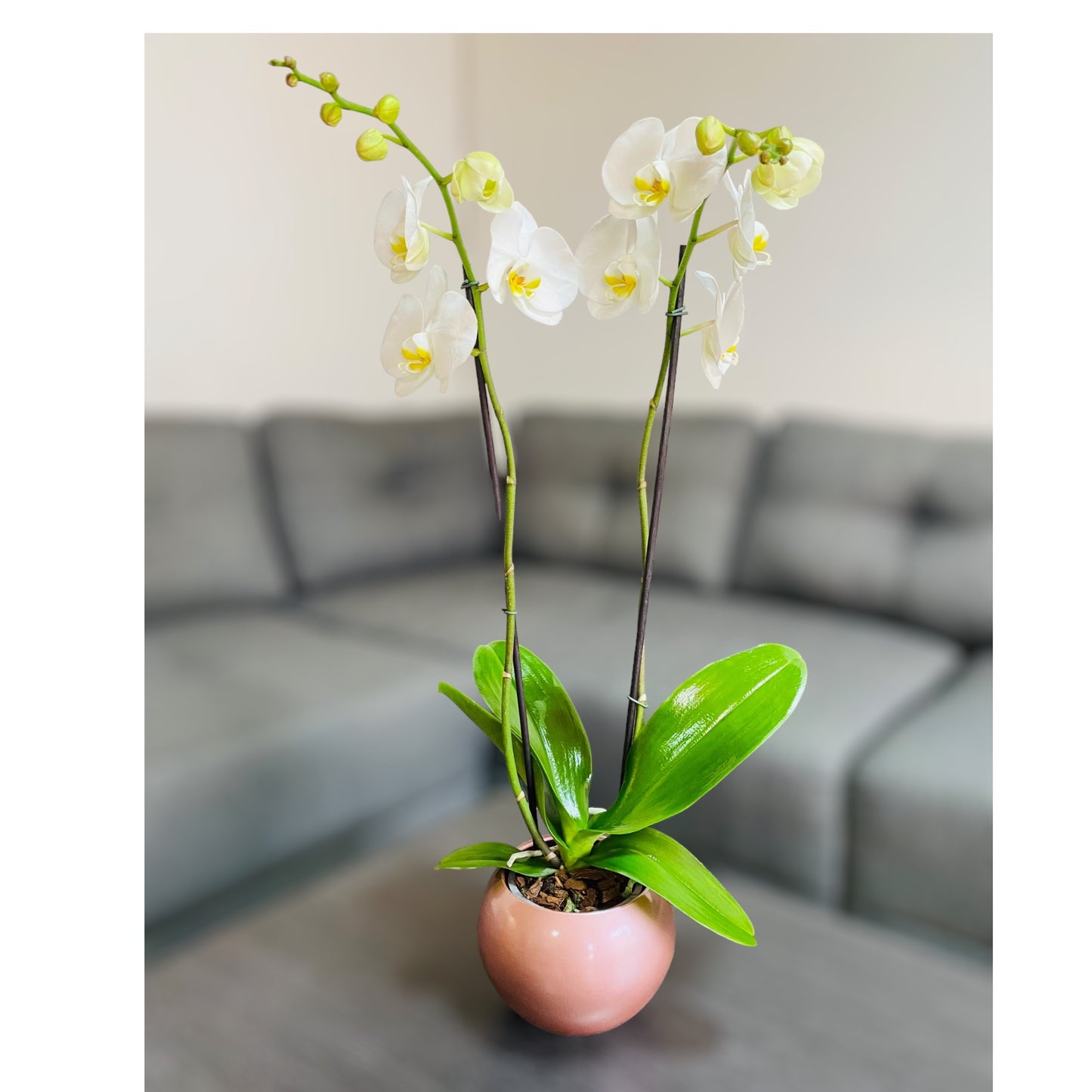 Orquídea grande con flores blancas de 2 varas en maceta de crecimiento