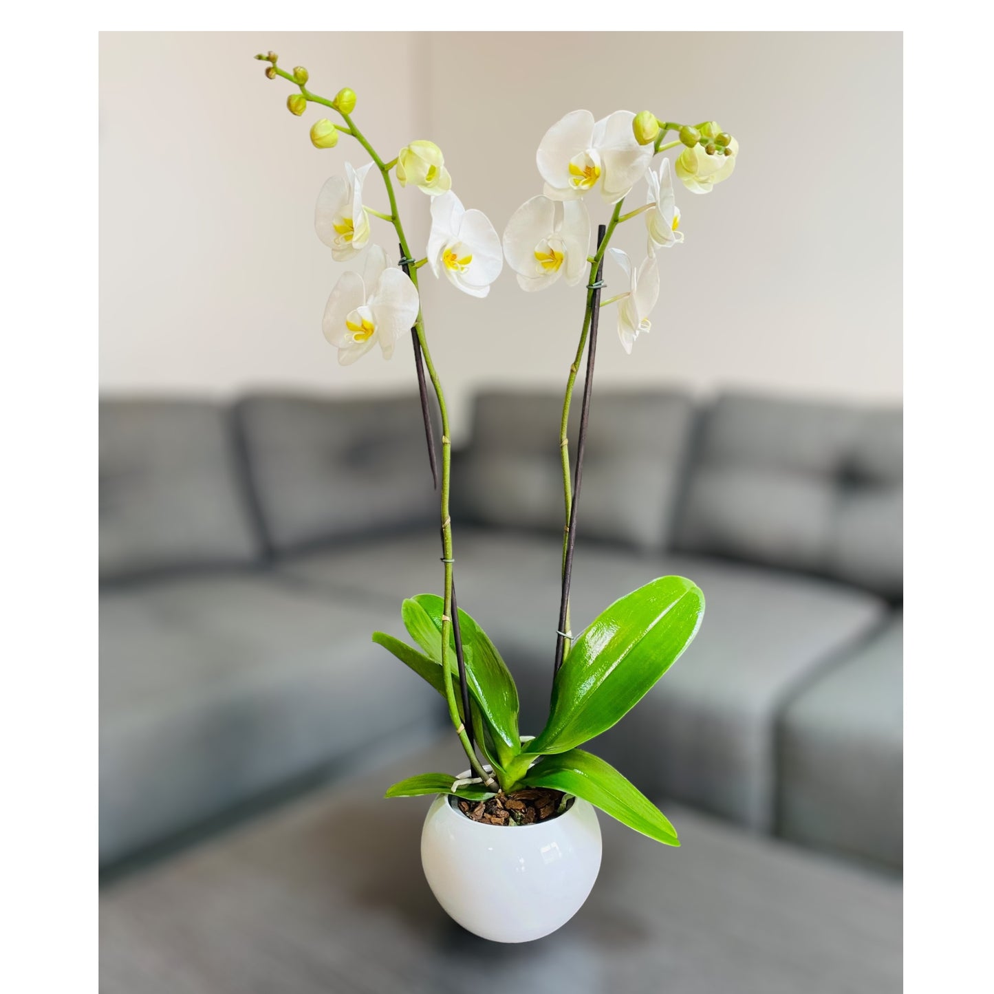 Orquídea grande con flores blancas de 2 varas en maceta de crecimiento