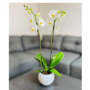 Orquídea pureza de 2 espigas en matera de cerámica ovalada blanca