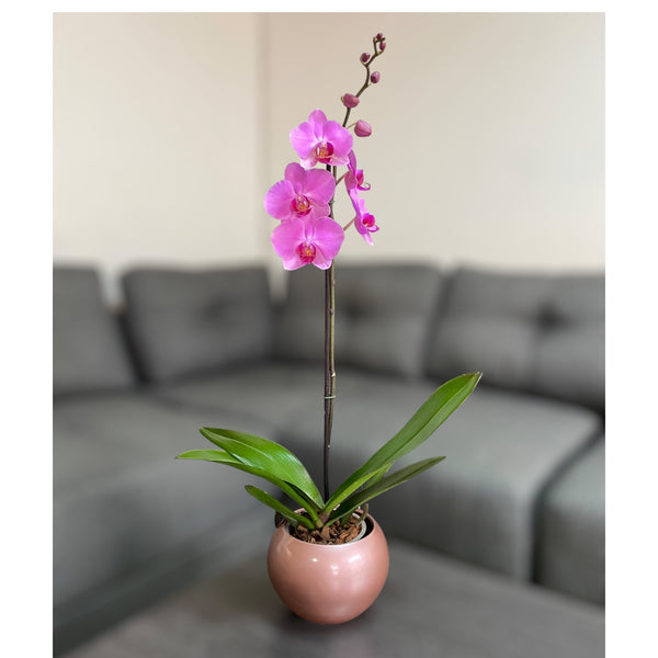 Orquídea grande de 1 vara con flores rosadas con cerámica rosada