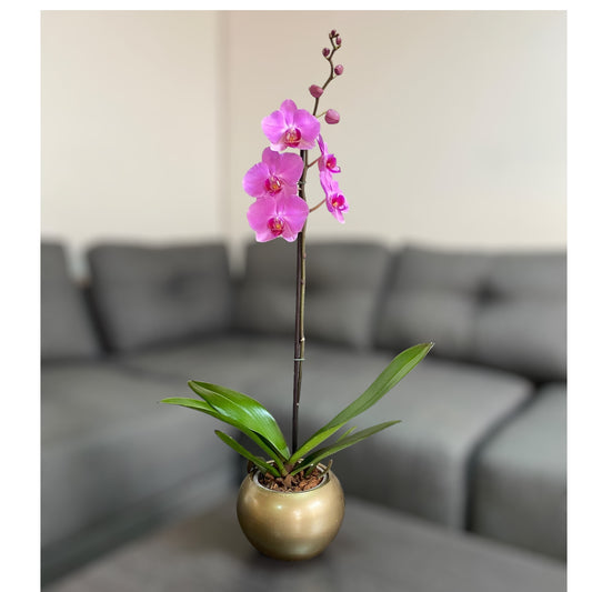 Orquídea grande de 1 vara con flores rosadas con cerámica dorada