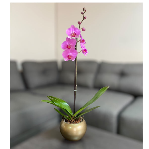 Orquídea grande de 1 vara con flores rosadas con cerámica dorada