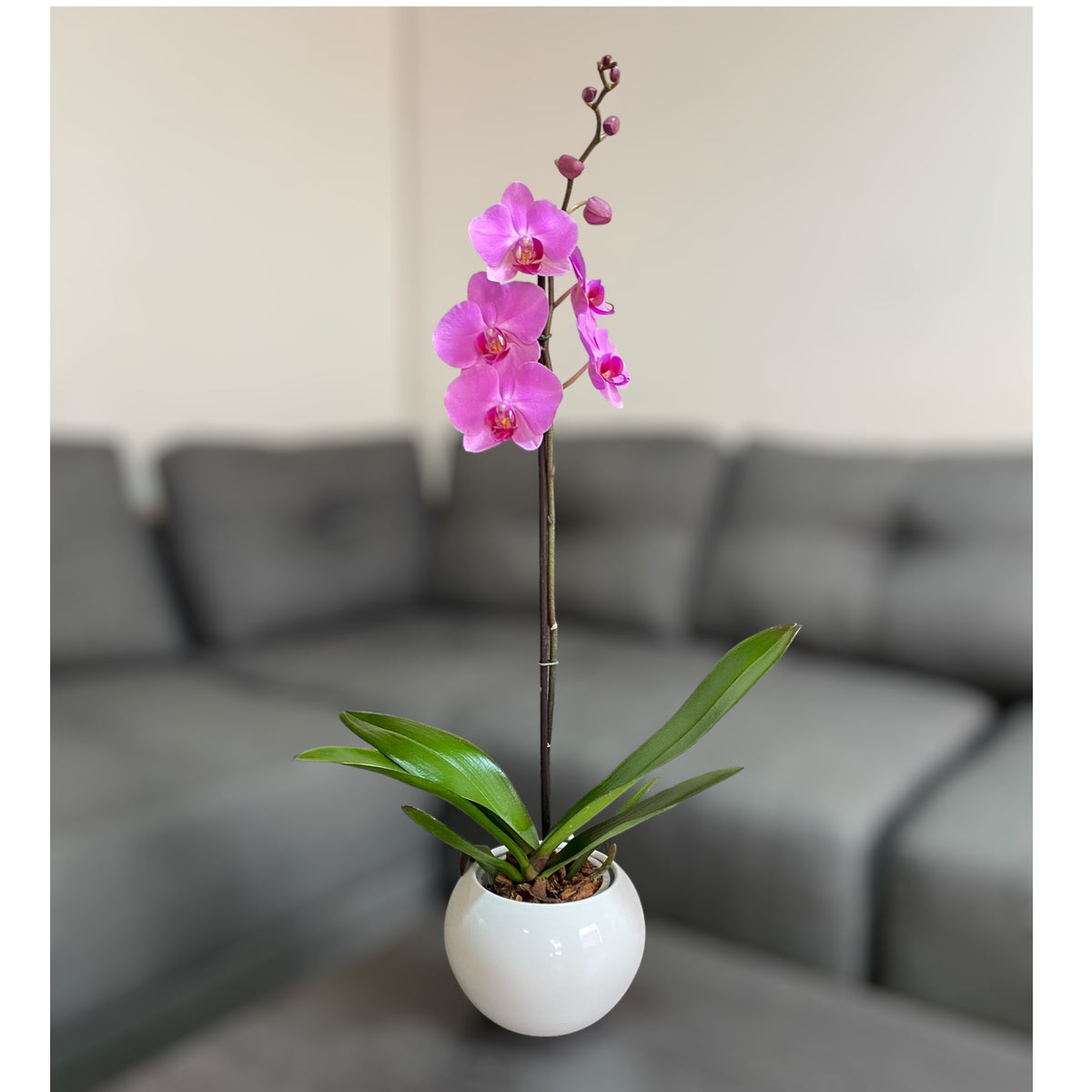 Orquídea grande de 1 vara con flores rosadas con cerámica ovalada blanca