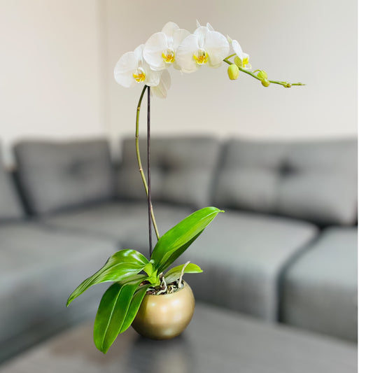 Orquídea grande de 1 vara con flores blancas con cerámica dorada