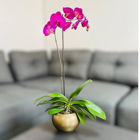 Orquídea grande de 1 vara con flores moradas con cerámica dorada