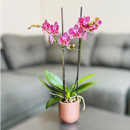 Orquídea mediana con flores moradas