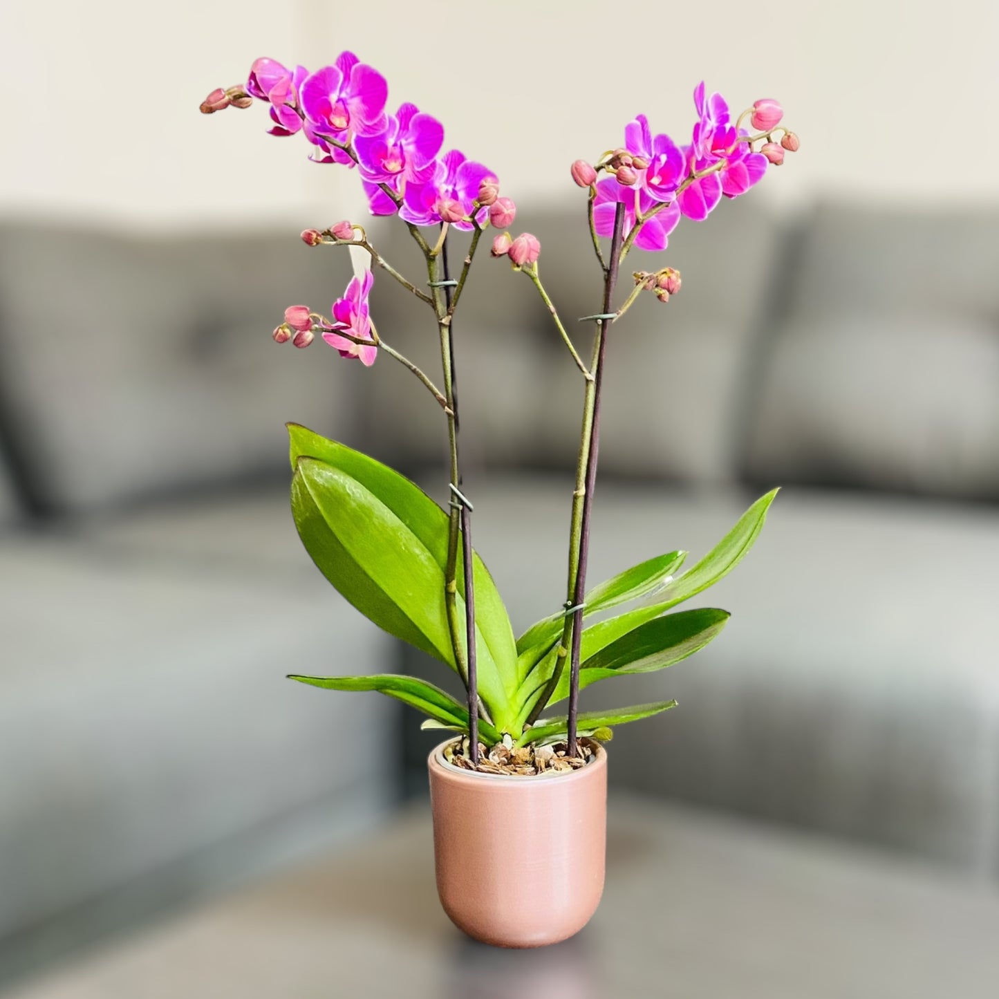 Orquídea mediana con flores rosadas