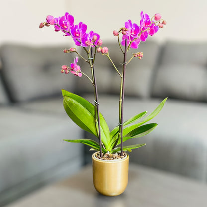 Orquídea mediana con flores rosadas