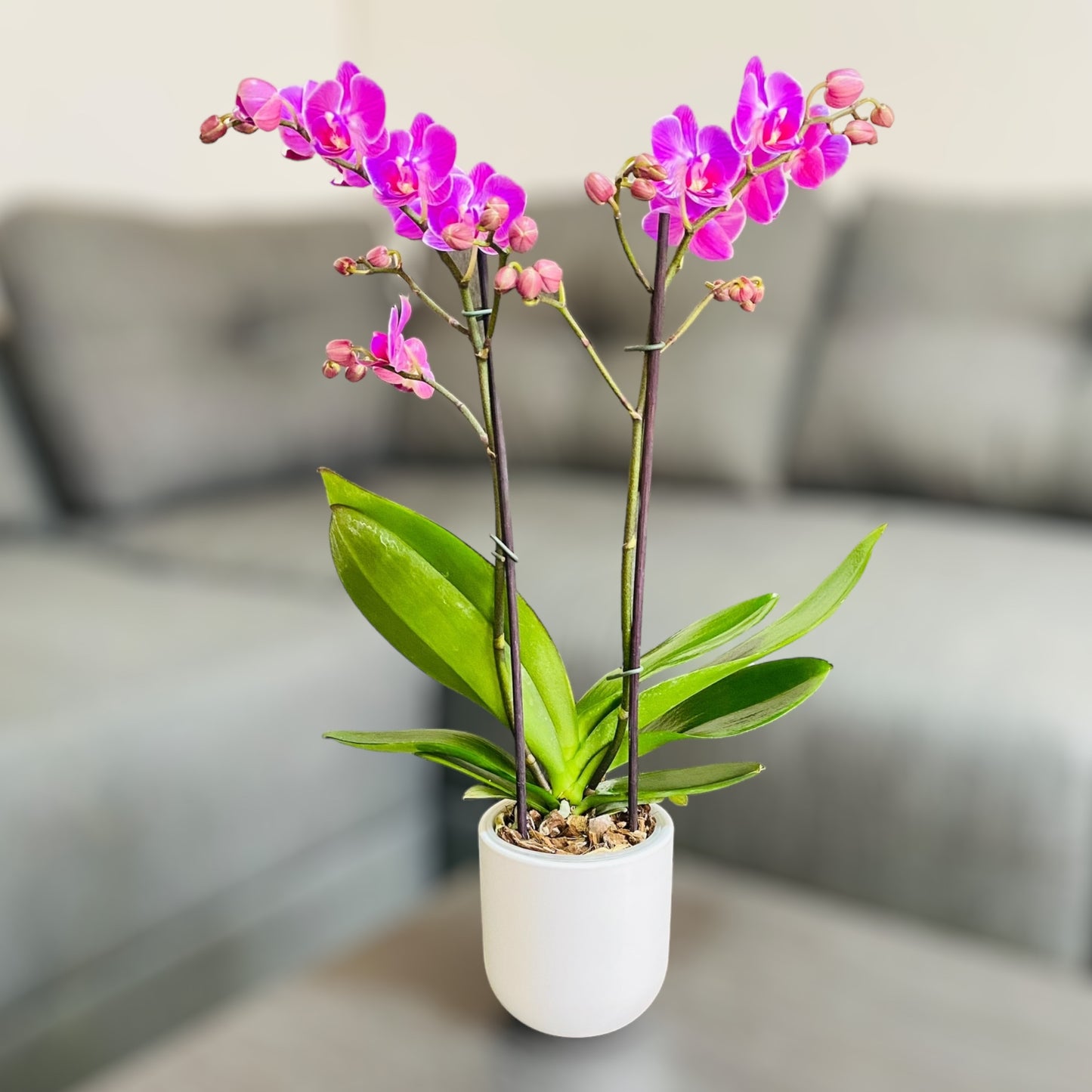 Orquídea mediana con flores rosadas