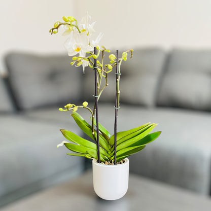 Orquídea mediana con flores blancas