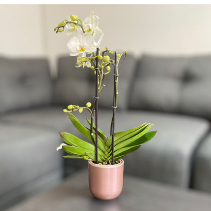 Orquídea mediana con flores blancas