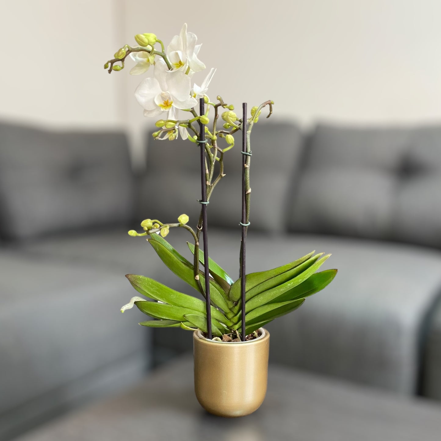 Orquídea mediana con flores blancas