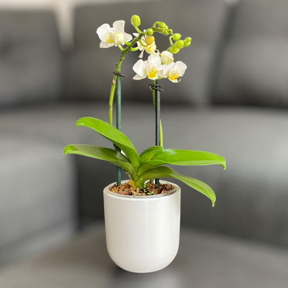 Orquídea mini de dos varas con flores blancas