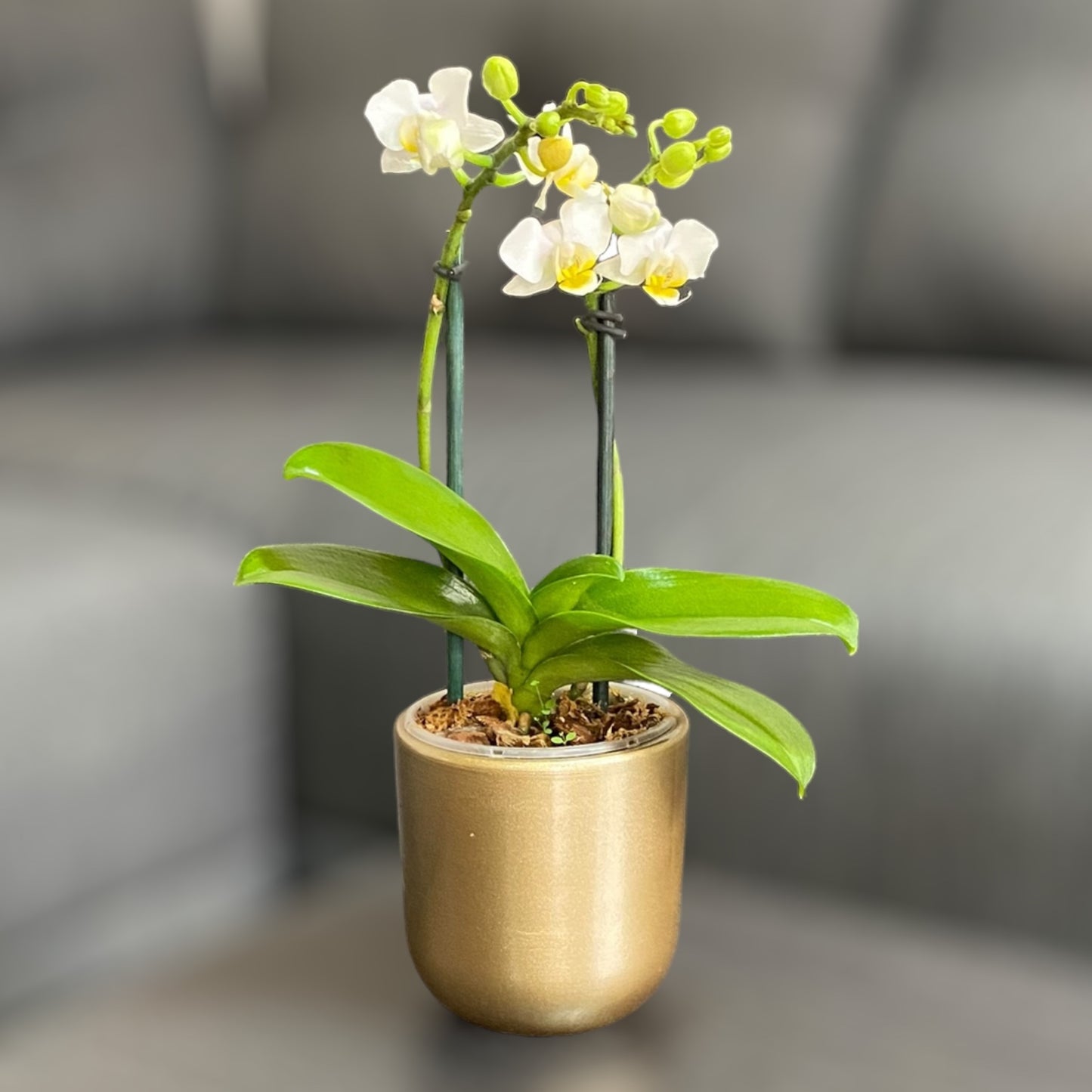 Orquídea mini de dos varas con flores blancas