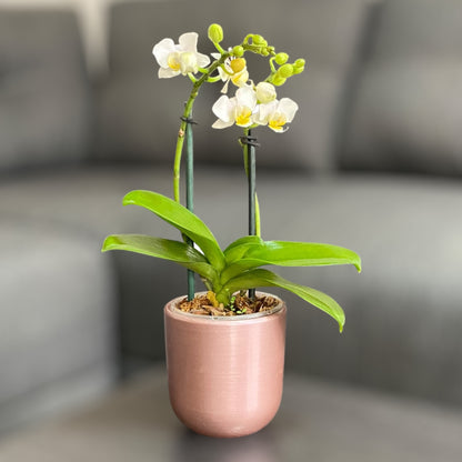 Orquídea mini de dos varas con flores blancas