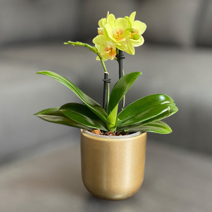 Orquídea mini de dos varas con flores amarillas