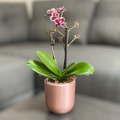 Orquídea mini de dos varas con flores moradas