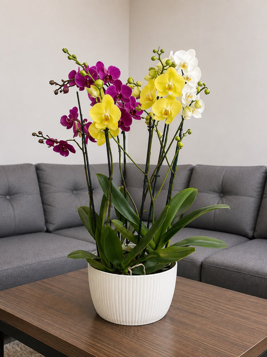 Arreglo de orquídeas milticolor
