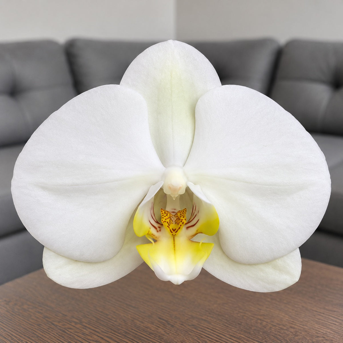 Detalle de la flor de la orquídea Phalaenopsis blanca