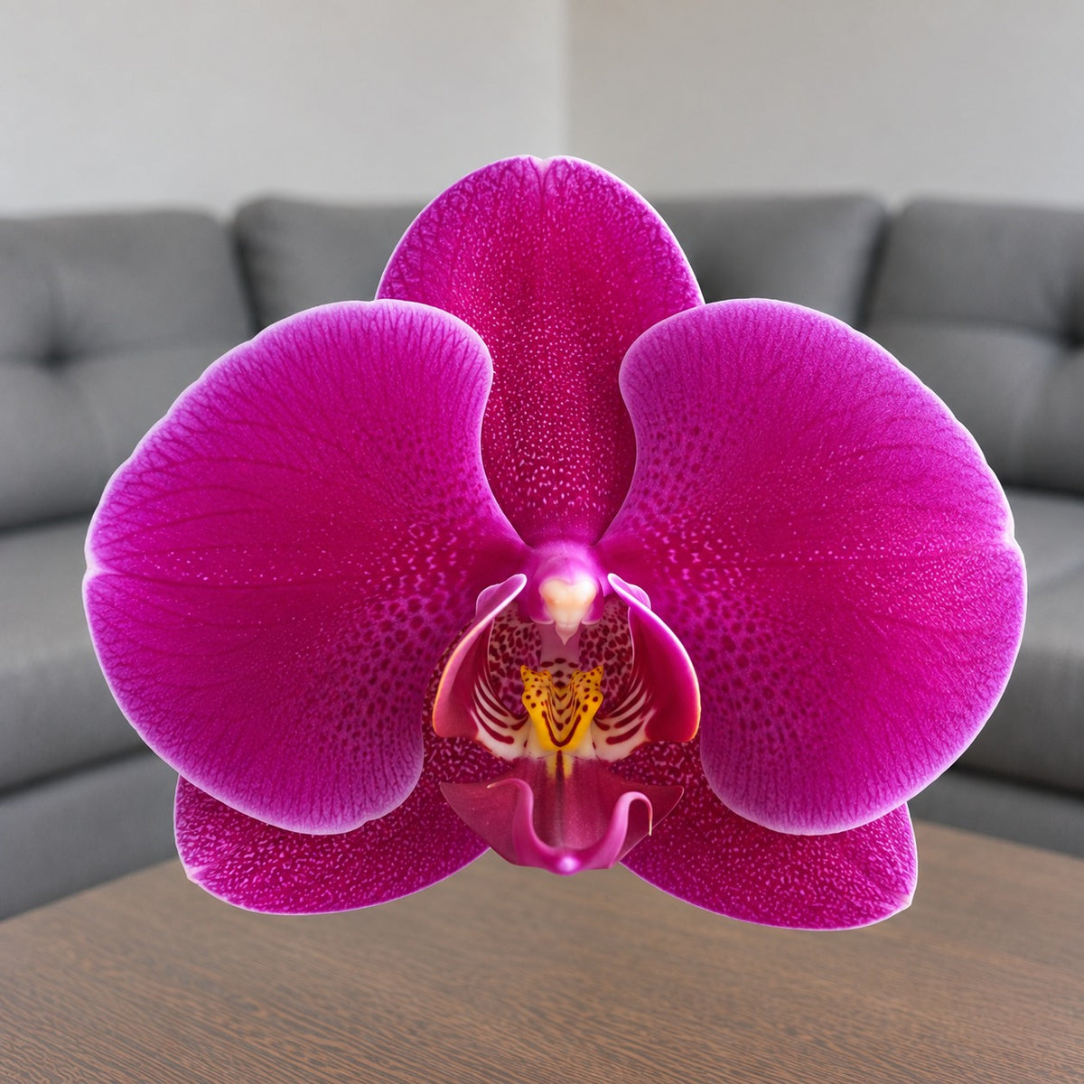 Detalle de la flor de la orquídea Phalaenopsis morada