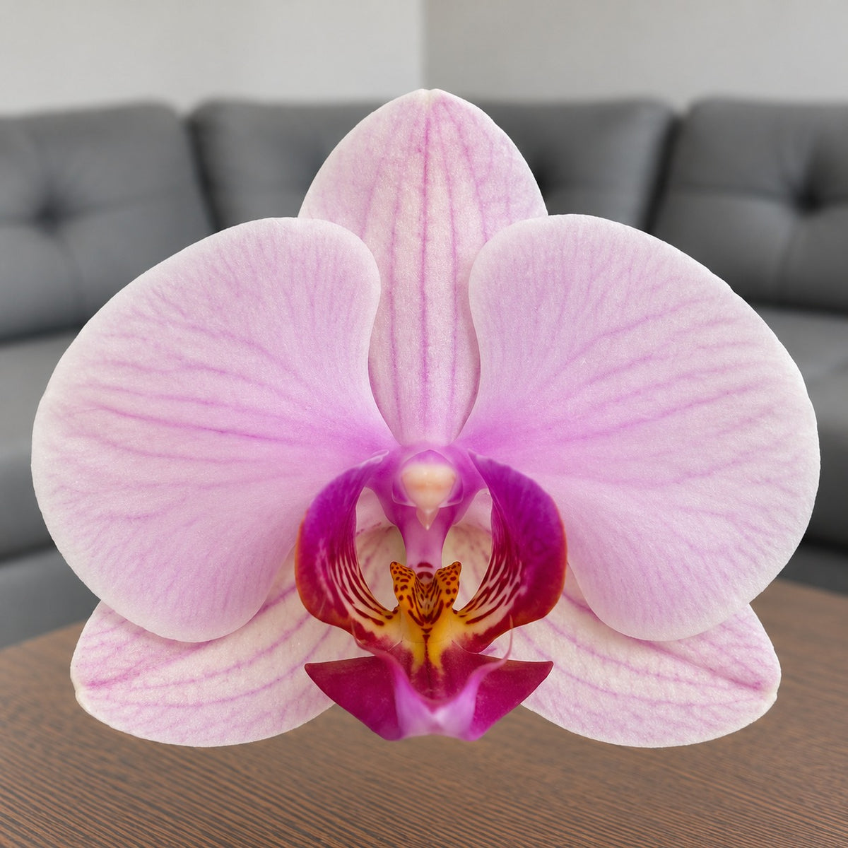 Detalle de la flor de la orquídea Phalaenopsis rosada